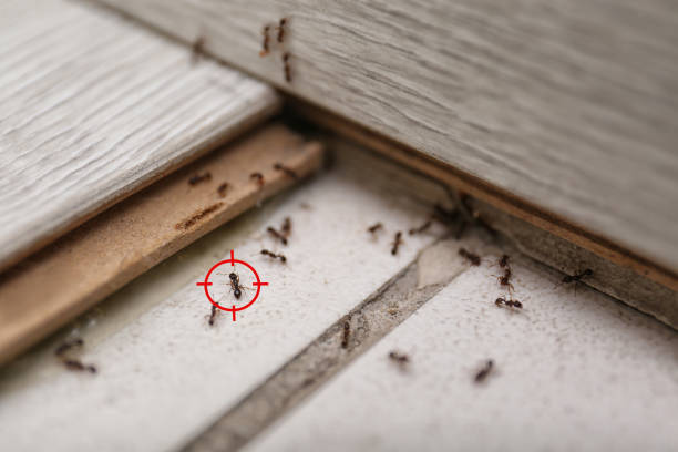 Professional Pest Control in Beavercreek, OH